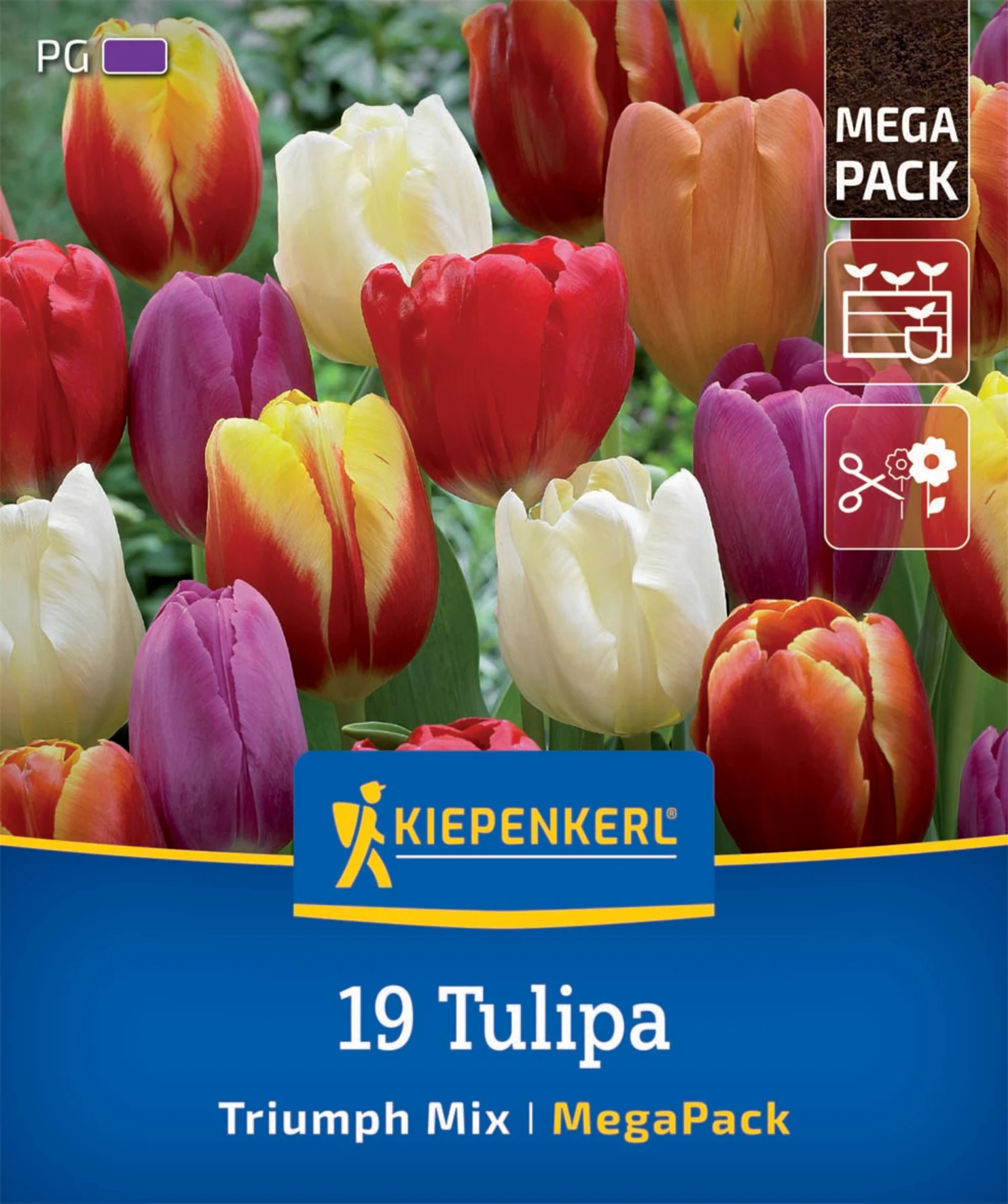 Mega-Pack Triumph-Tulpen Mischung