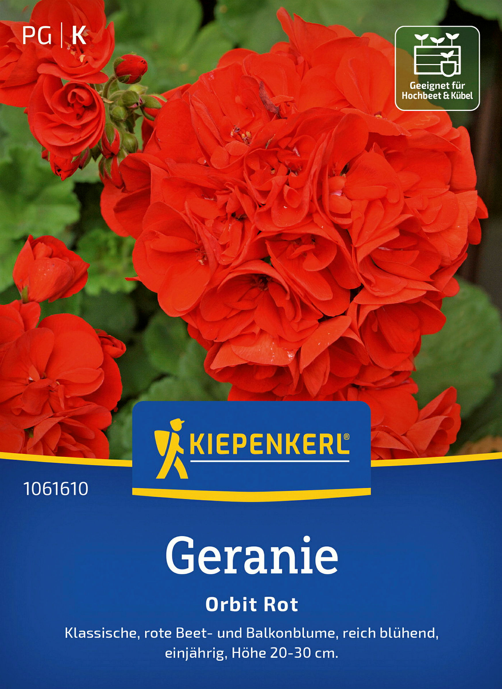 Kiepenkerl Geranie Orbit Rot, F1