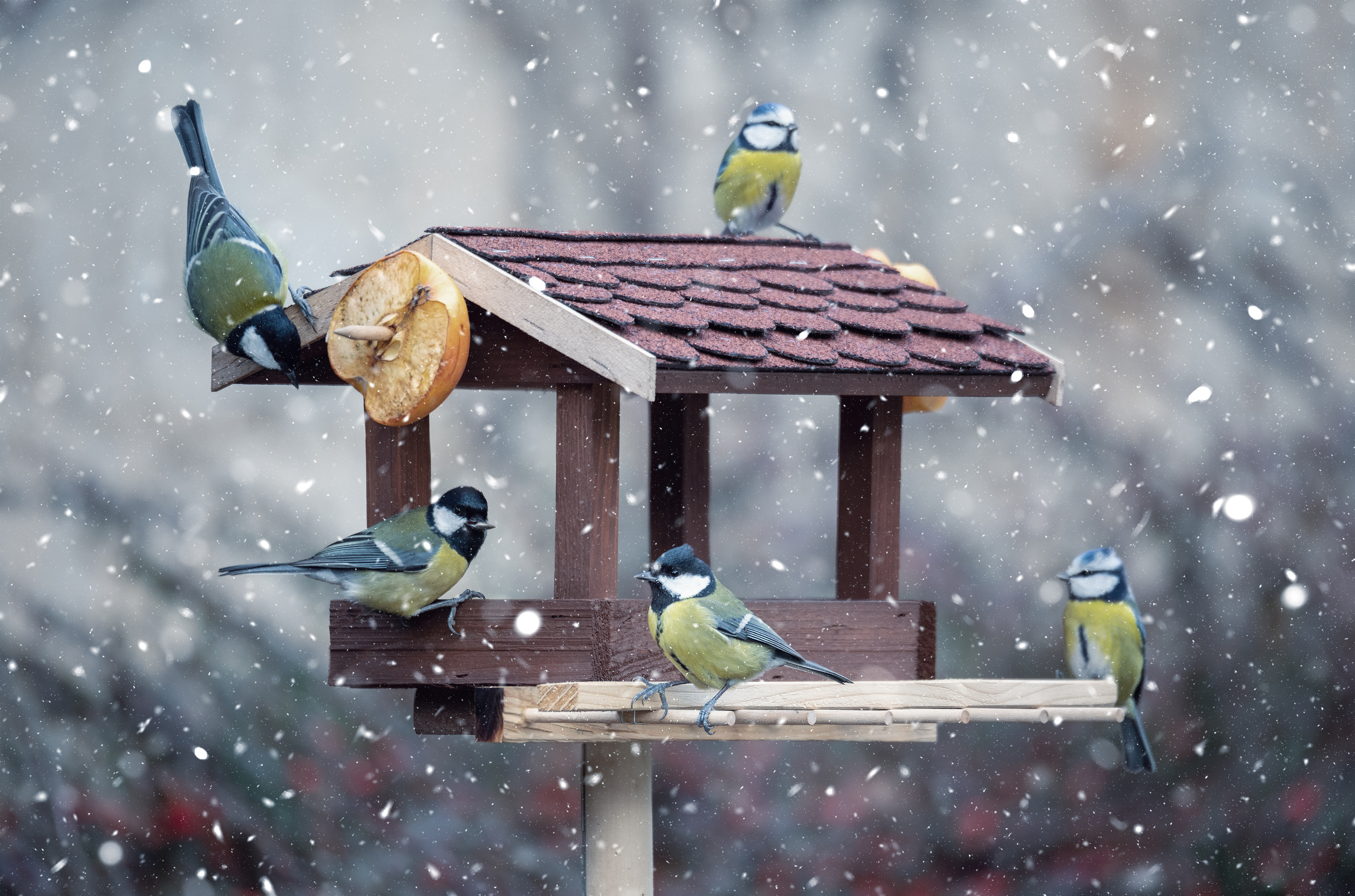 Meisen im Futterhaus mit Schneeflocken