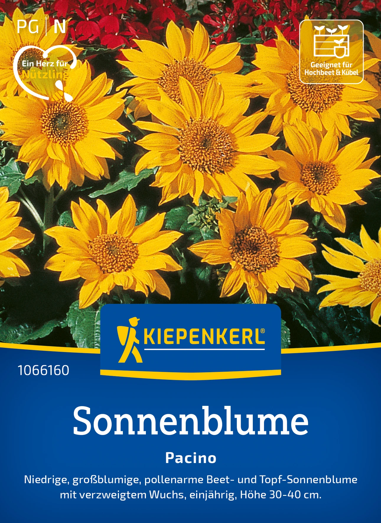 Kiepenkerl Sonnenblume Pacino