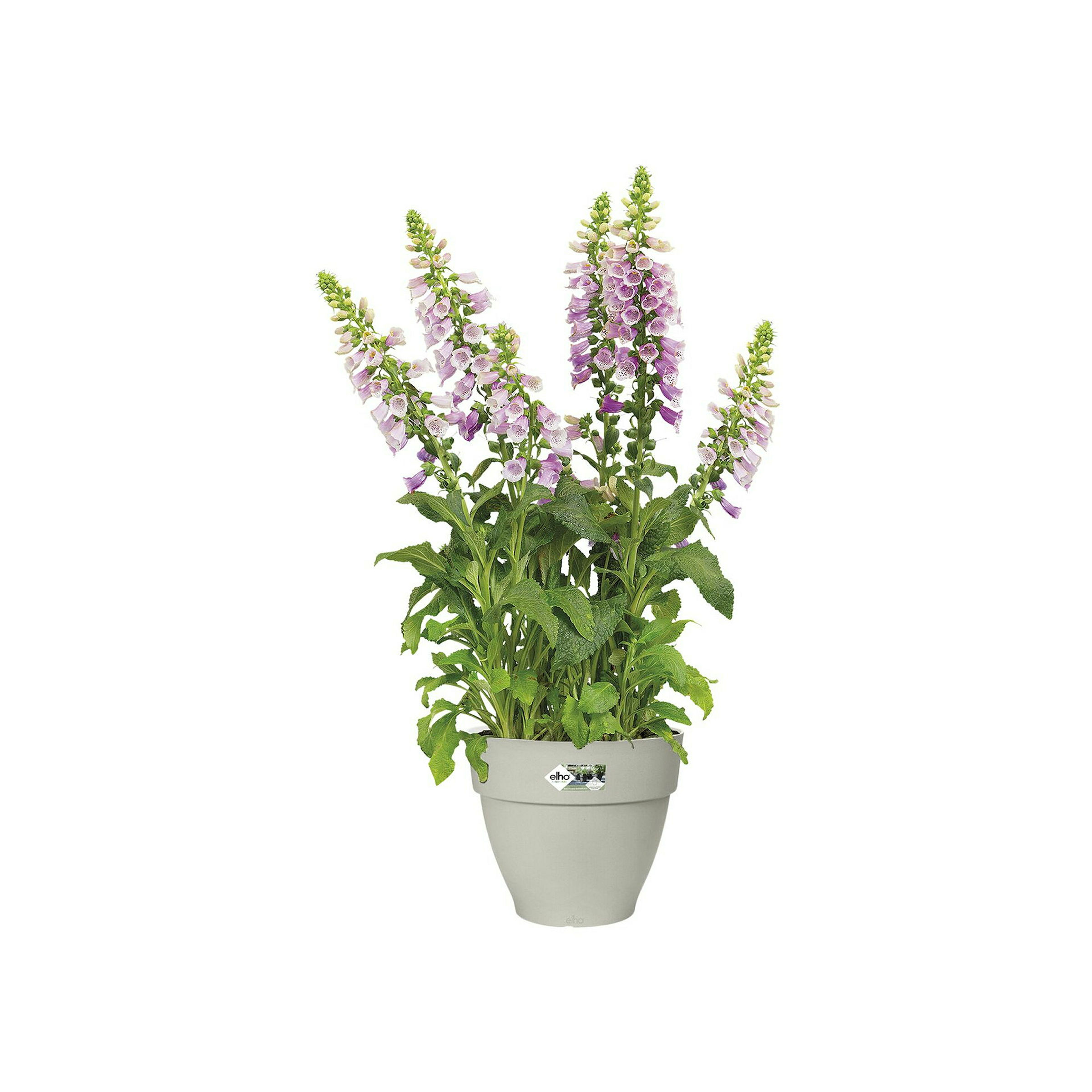 Elho Vibia Campana 30 - Weiß - L 30 x B 29.8 x H 26 cm - Außen - 100% Recyc