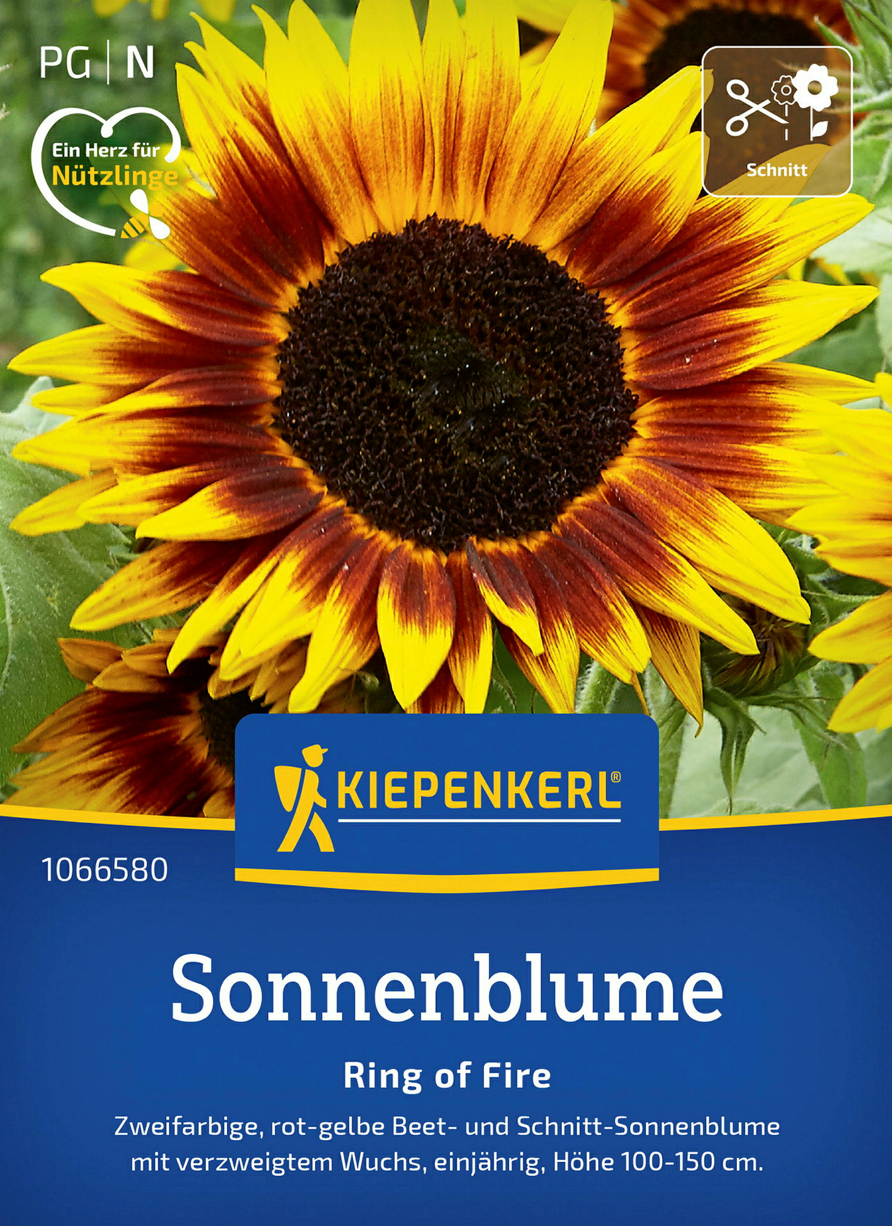 Kiepenkerl Sonnenblume Ring of Fire