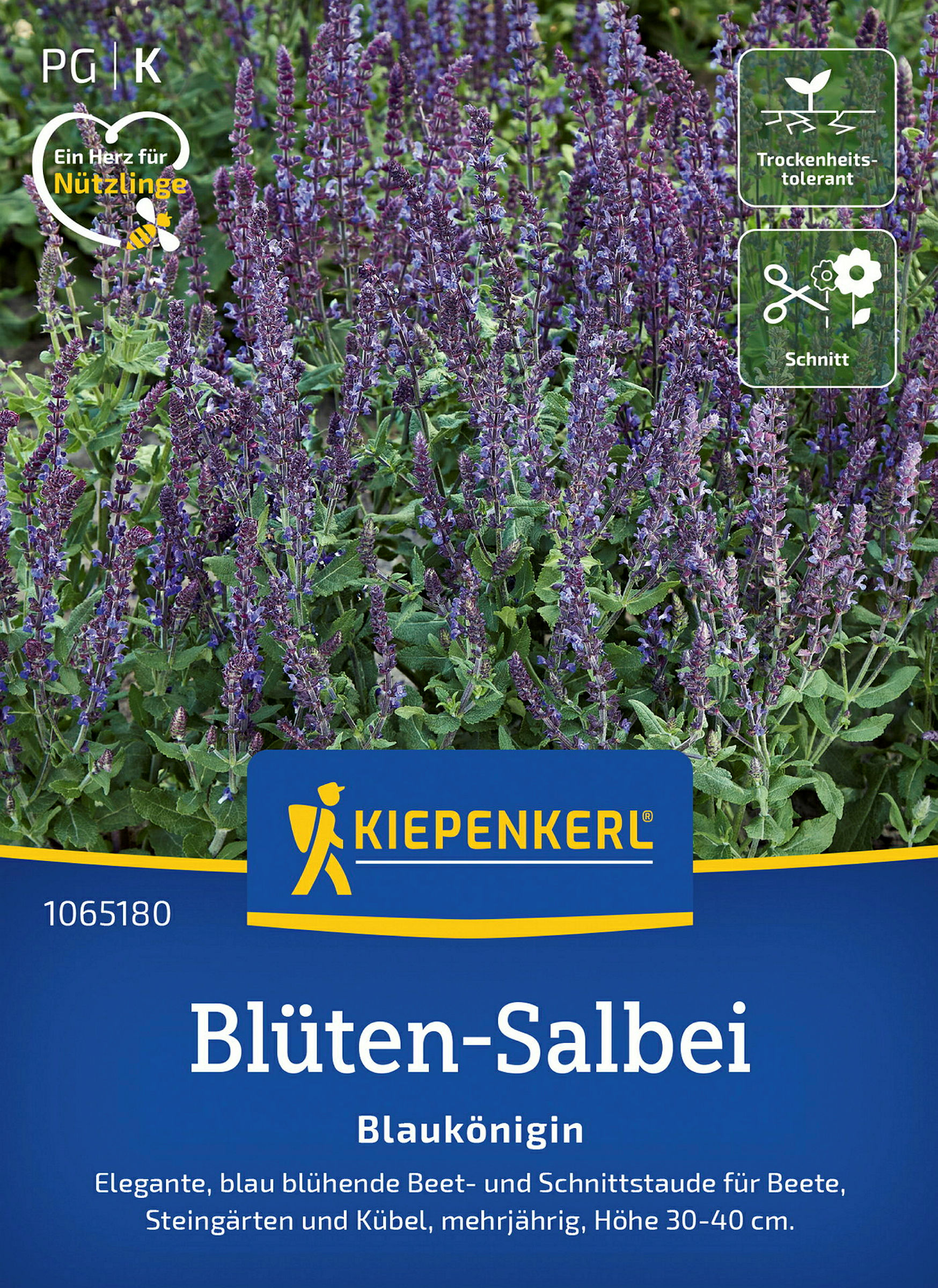Kiepenkerl Blüten-Salbei Blaukönigin