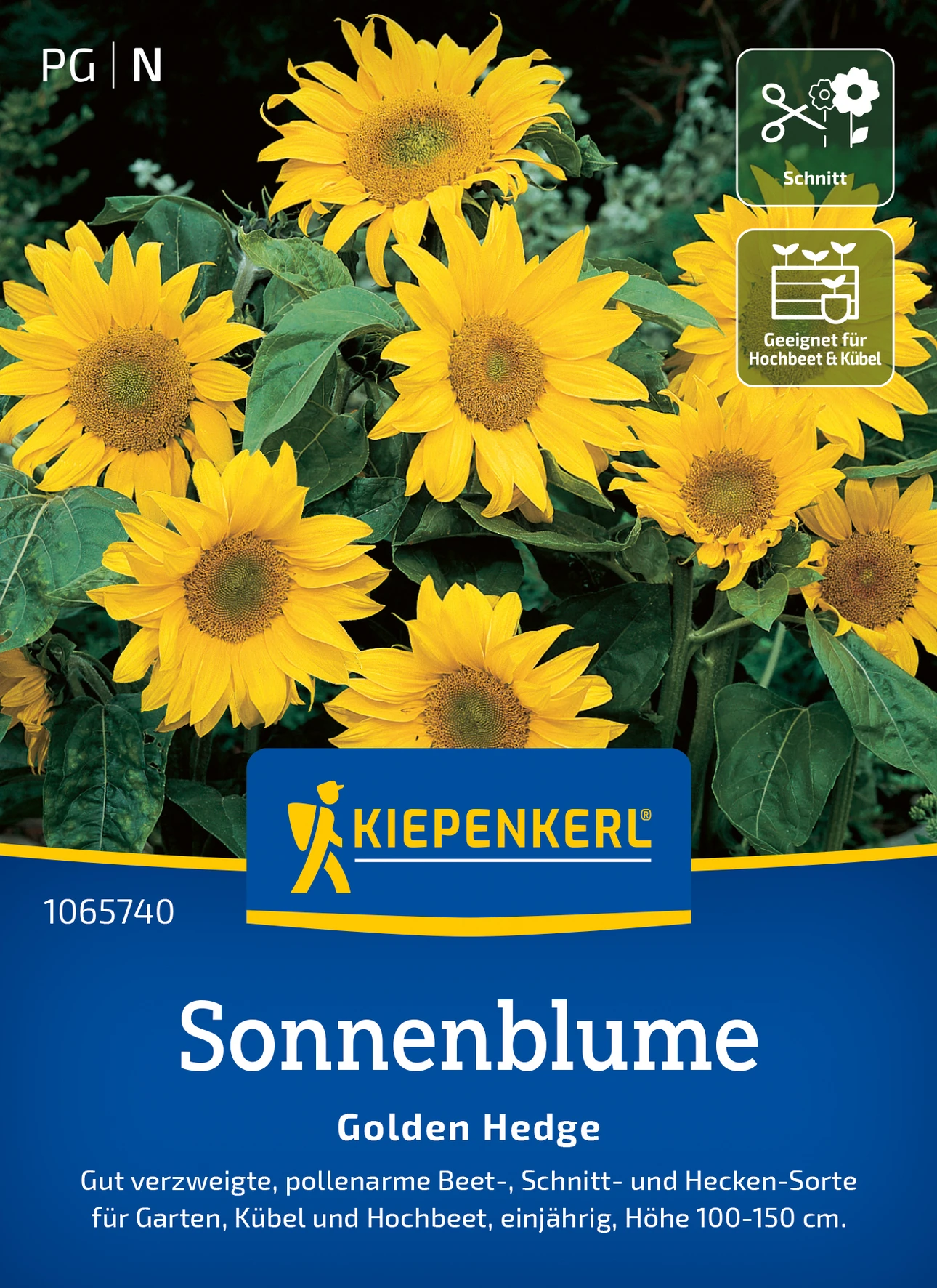 Kiepenkerl Sonnenblume Golden Hedge