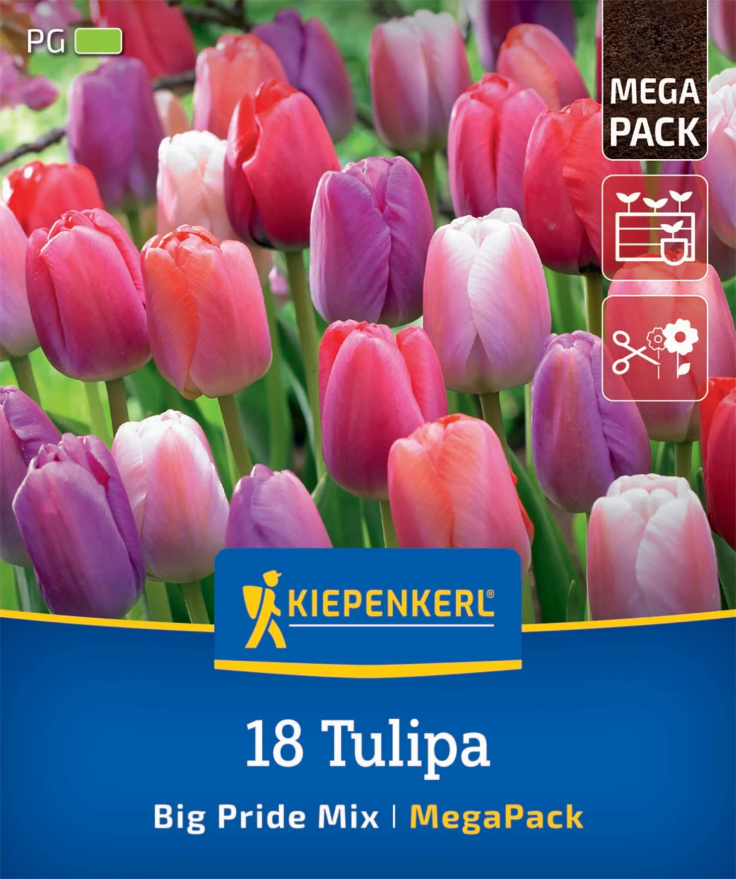 Mega-Pack Darwin-Hybrid-Tulpe Big Pride Mischung