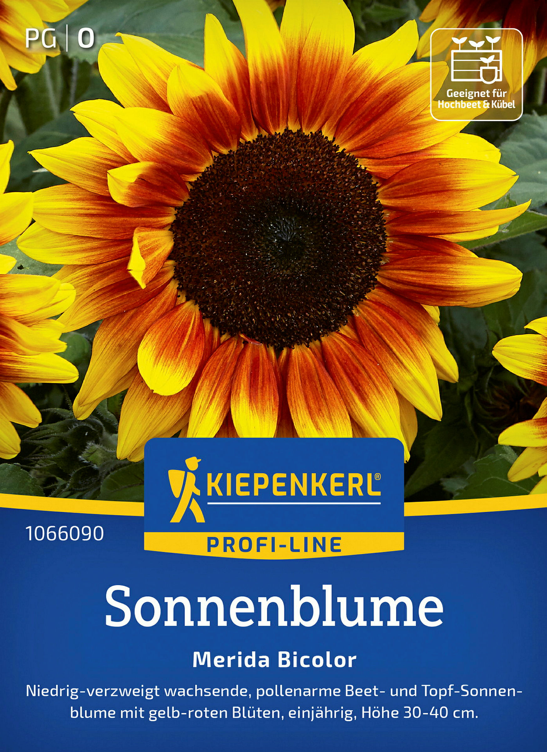 Kiepenkerl Sonnenblume Merida Bicolor, F1