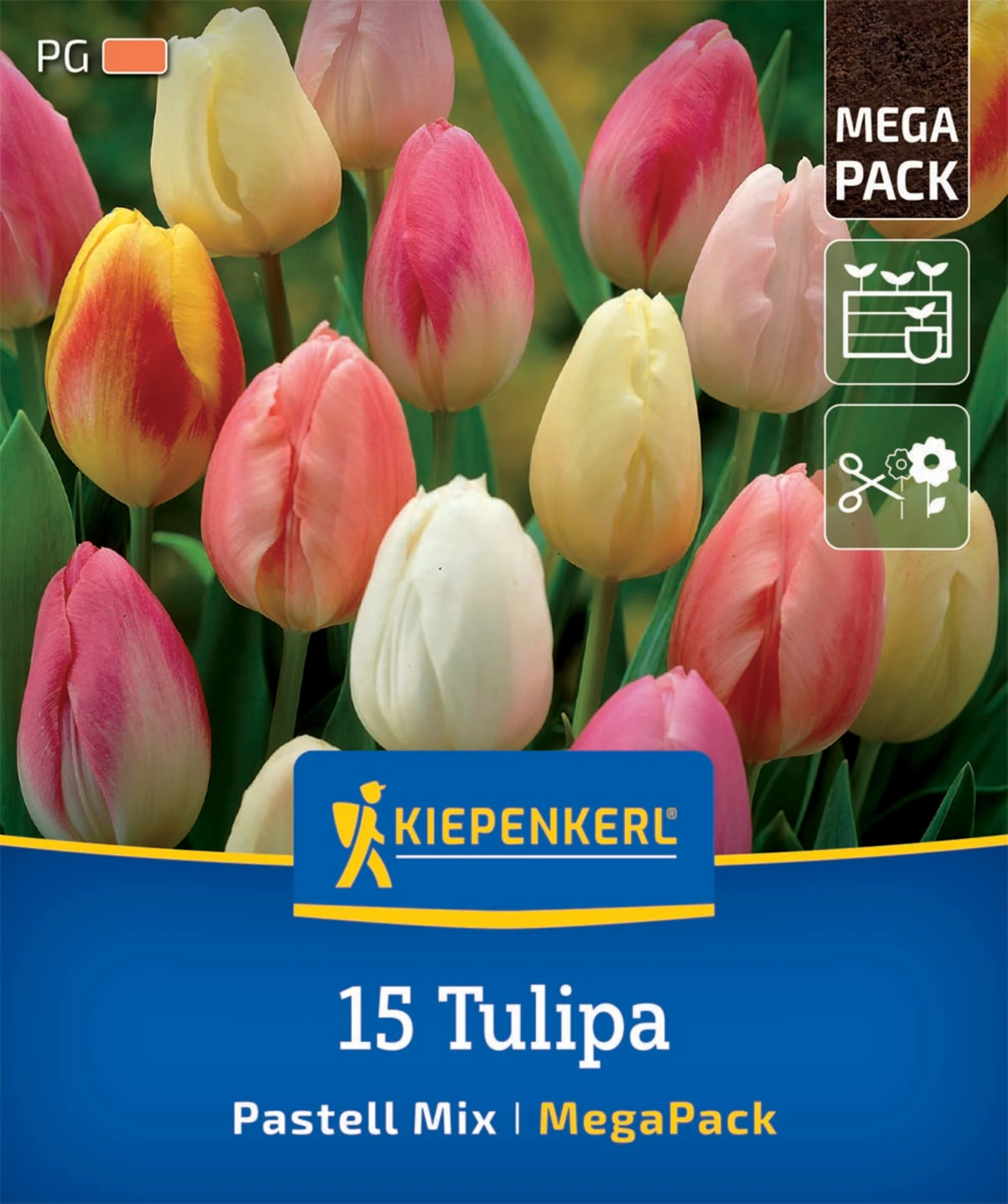 Mega-Pack Triumph-Tulpe Pastell Farbenspiel