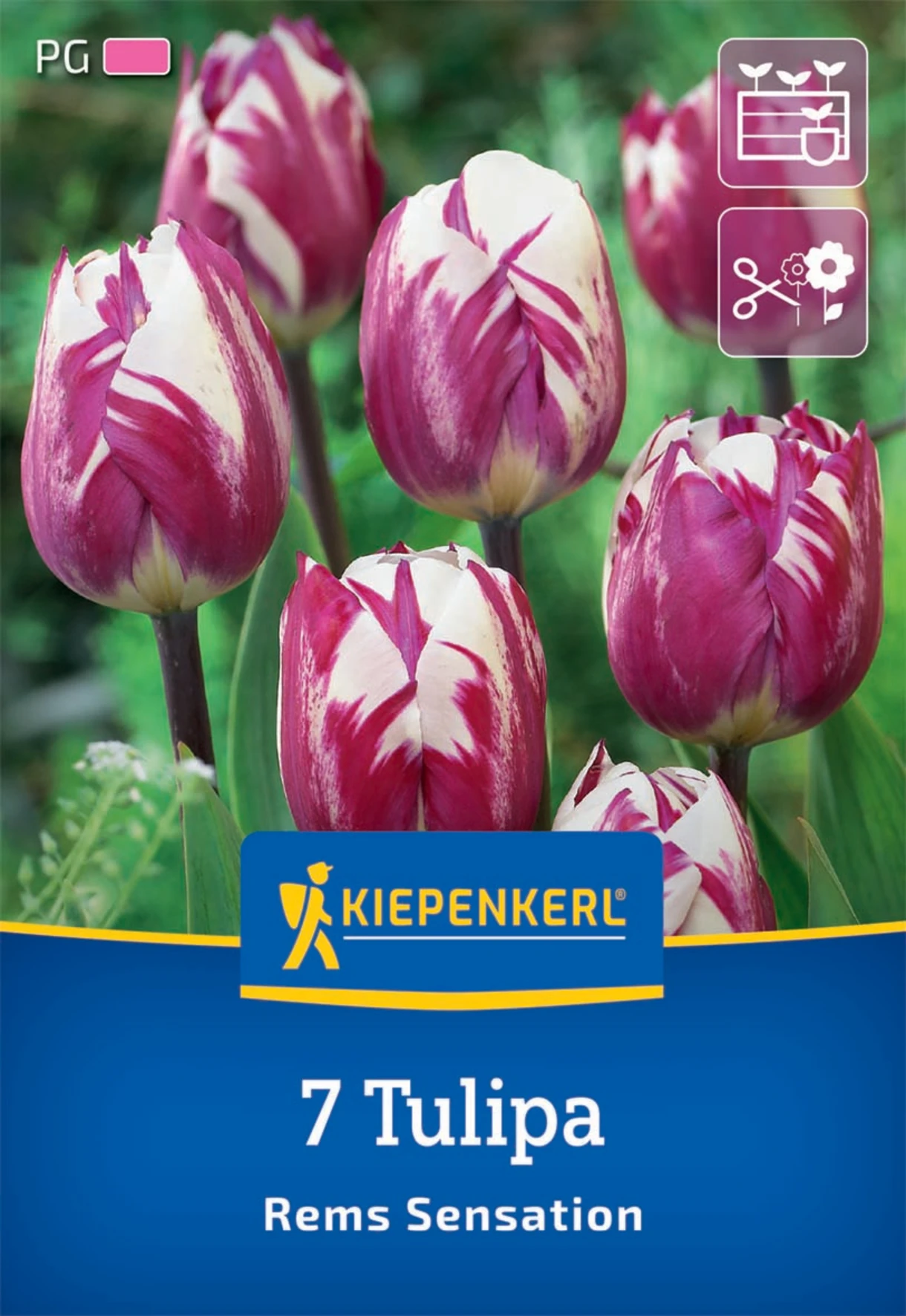 Triumph-Tulpe Rems Sensation
