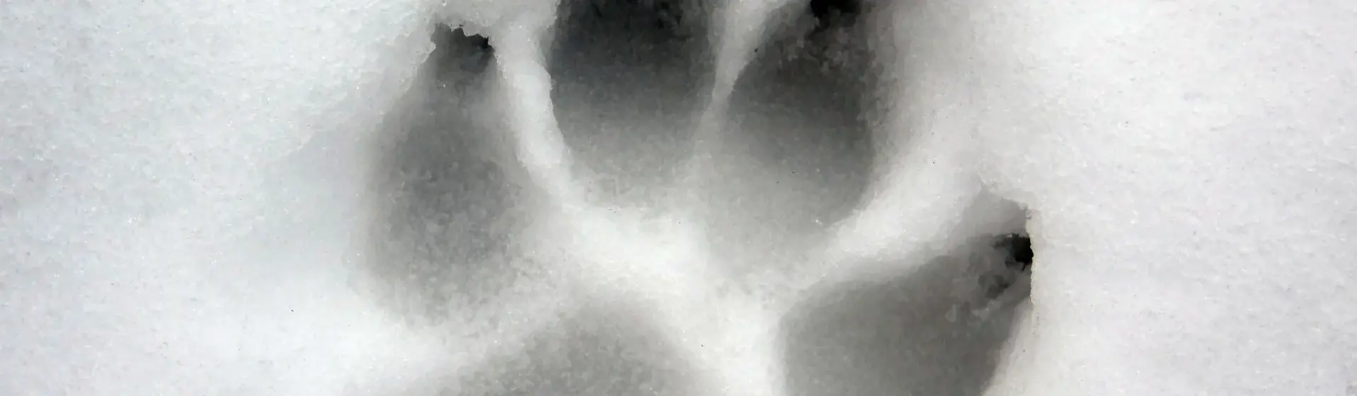 contact image