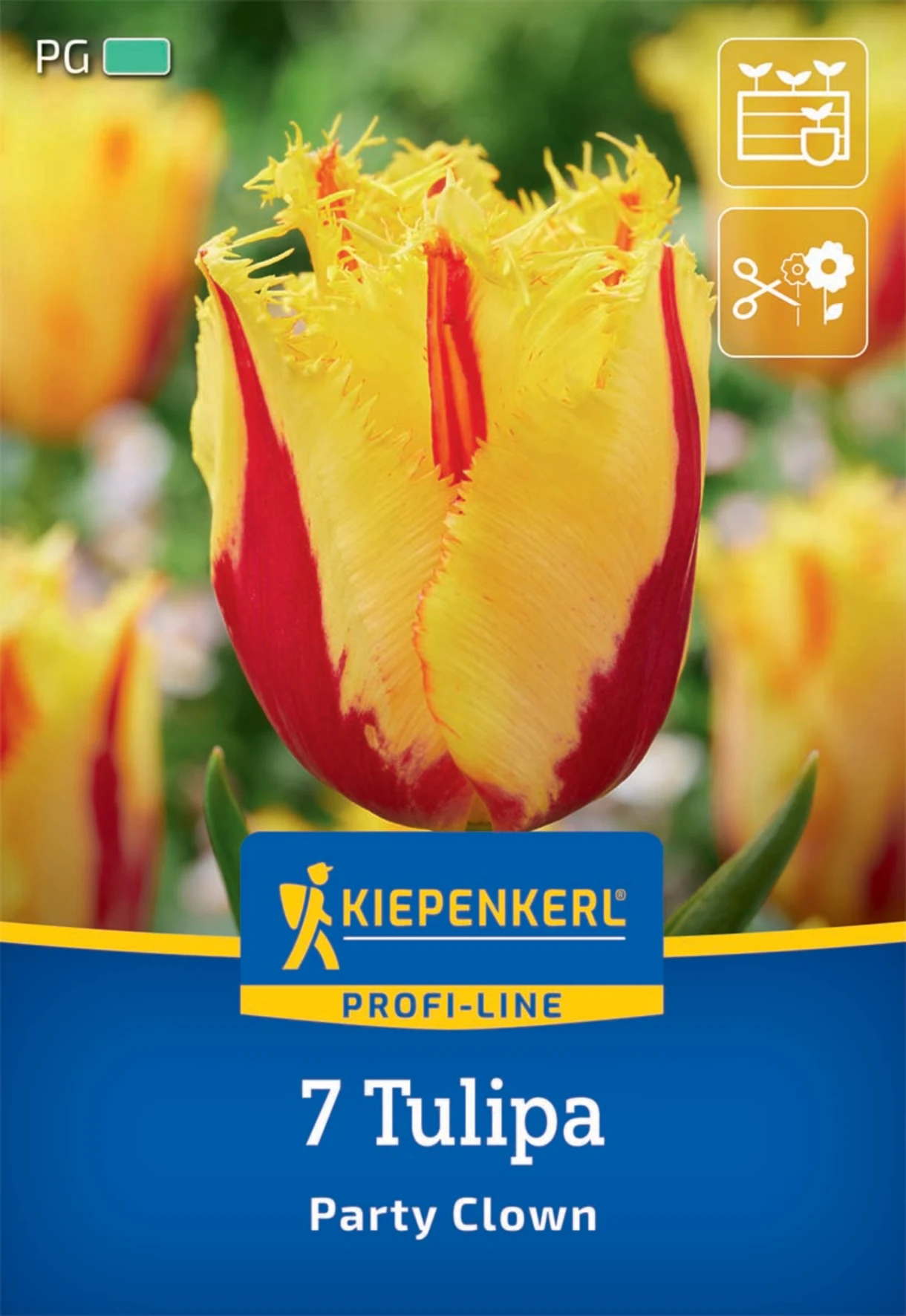 Gefranste Tulpe Party Clown
