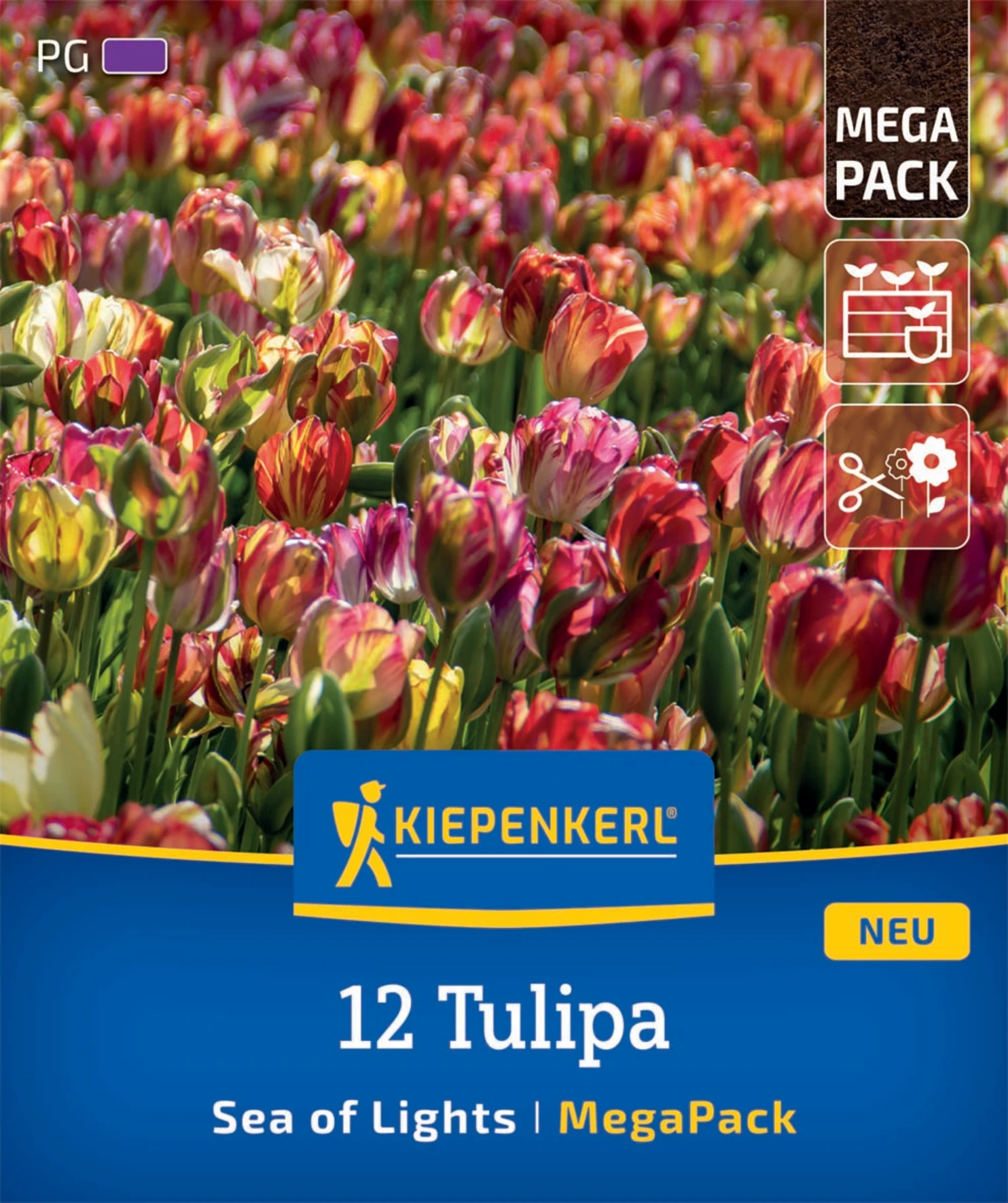 Mega-Pack Einfache Späte Tulpe Sea of Lights