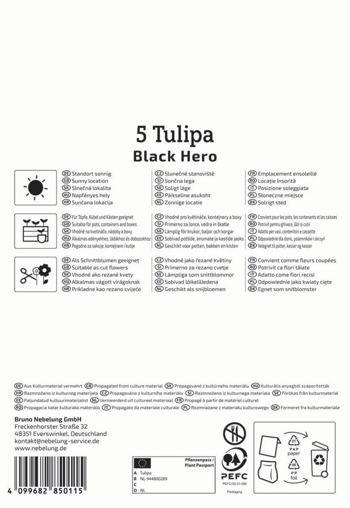 Gefüllte Späte Tulpe Black Hero