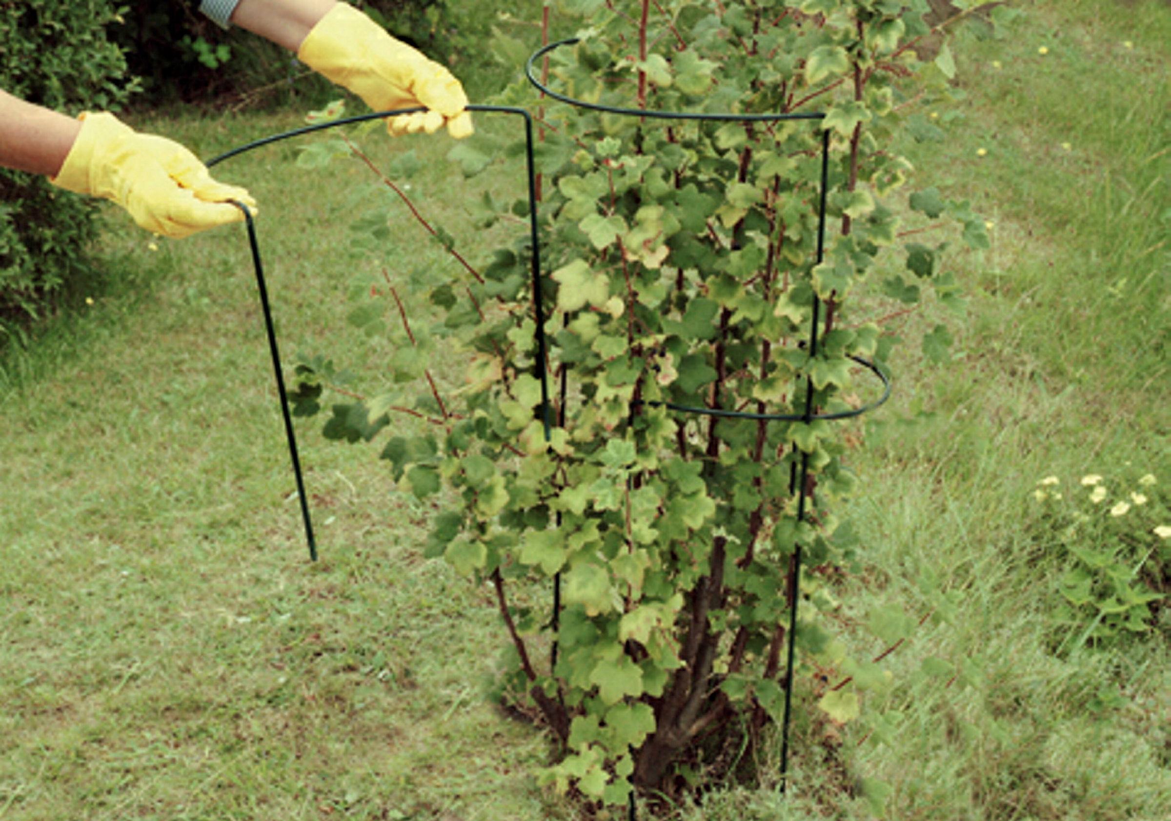 Busch- / Strauchstütze Classic, H:35cm,Stahldr,pulv.besch,grün