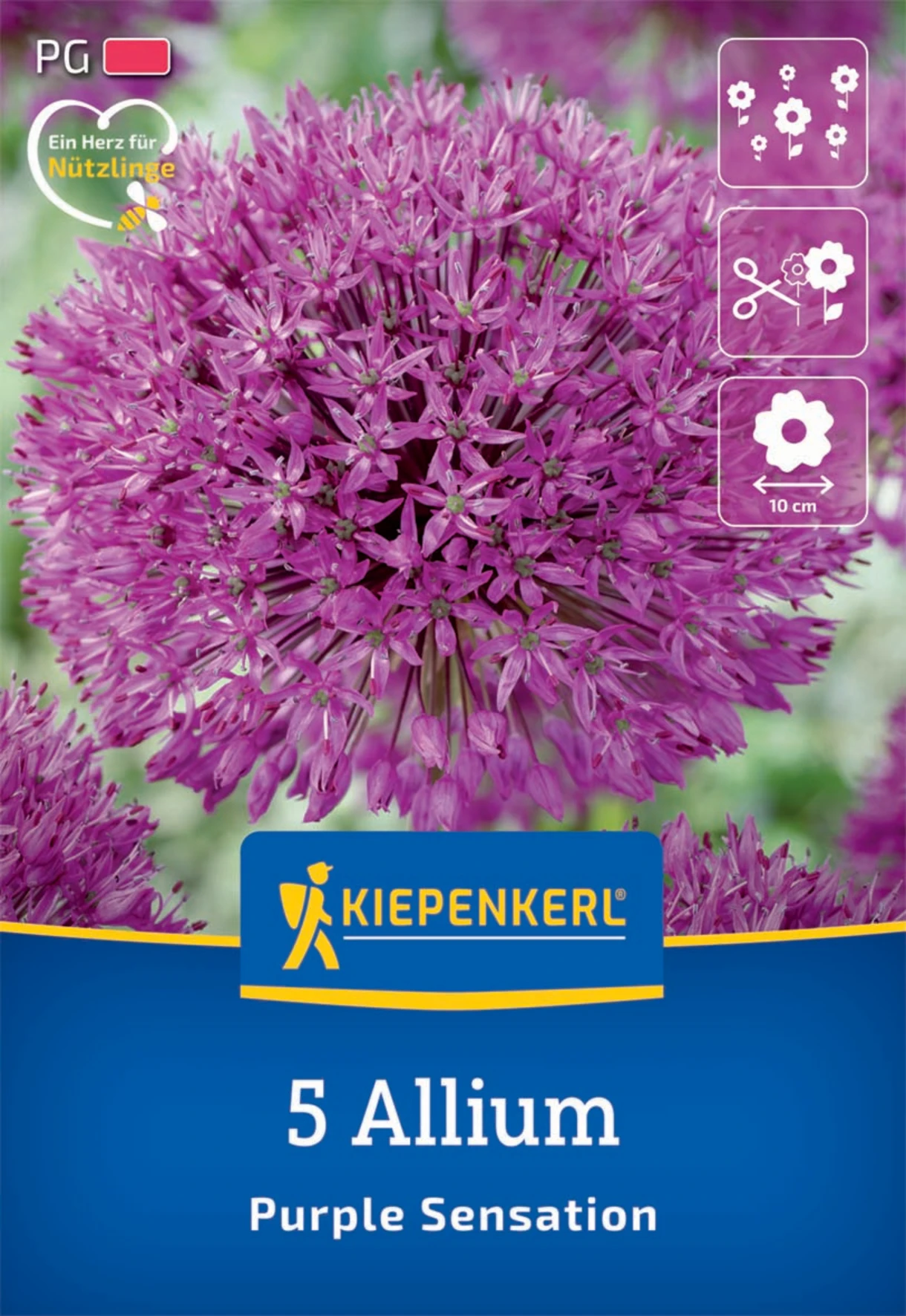 Zierlauch Purple Sensation