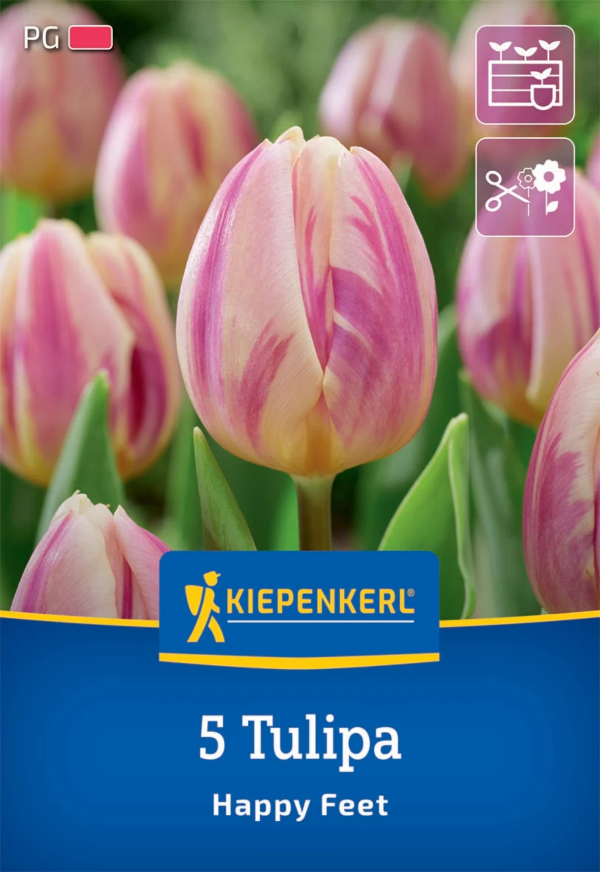 Triumph-Tulpe Happy Feet