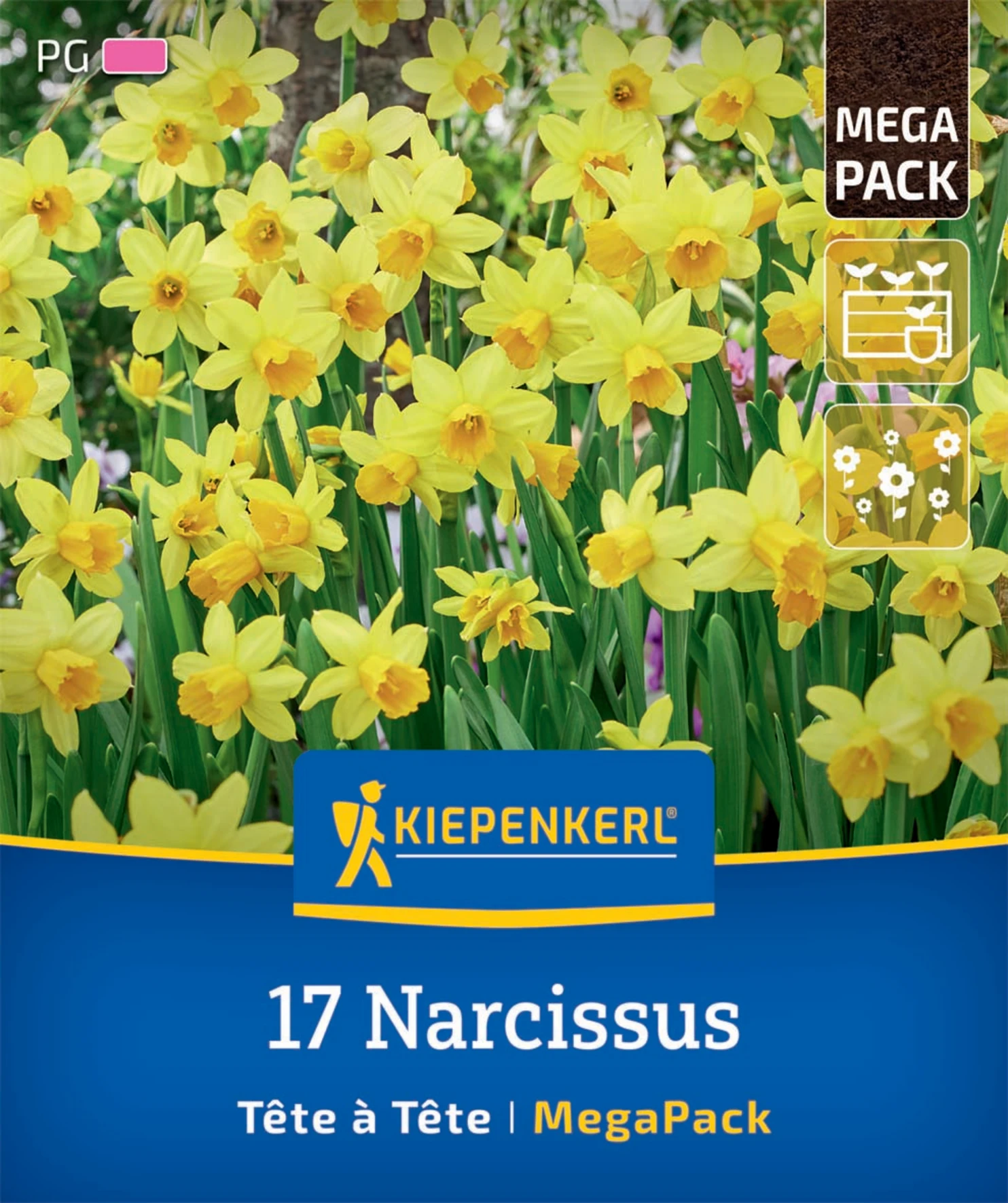 Mega-Pack Alpenveilchen-Narzisse Tête à Tête