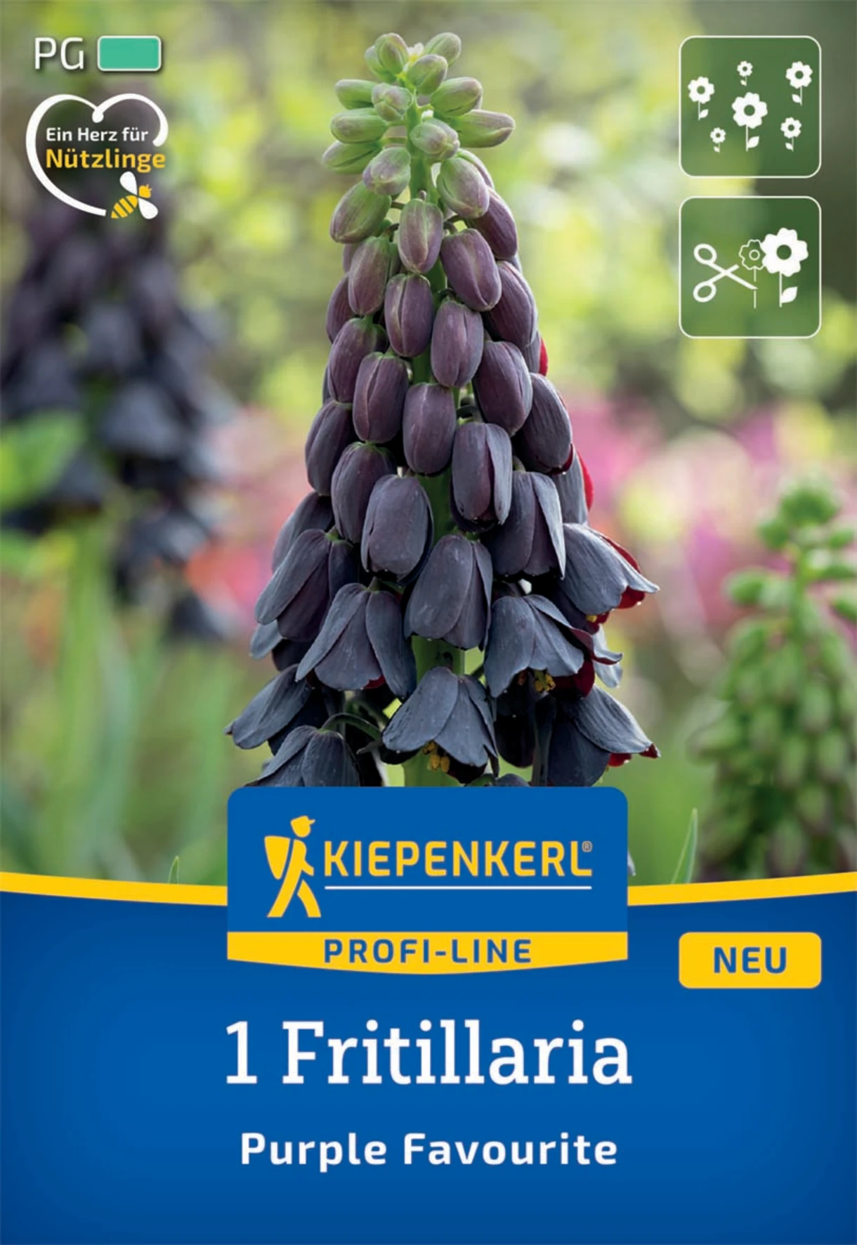 Persische Kaiserkrone Purple Favourite