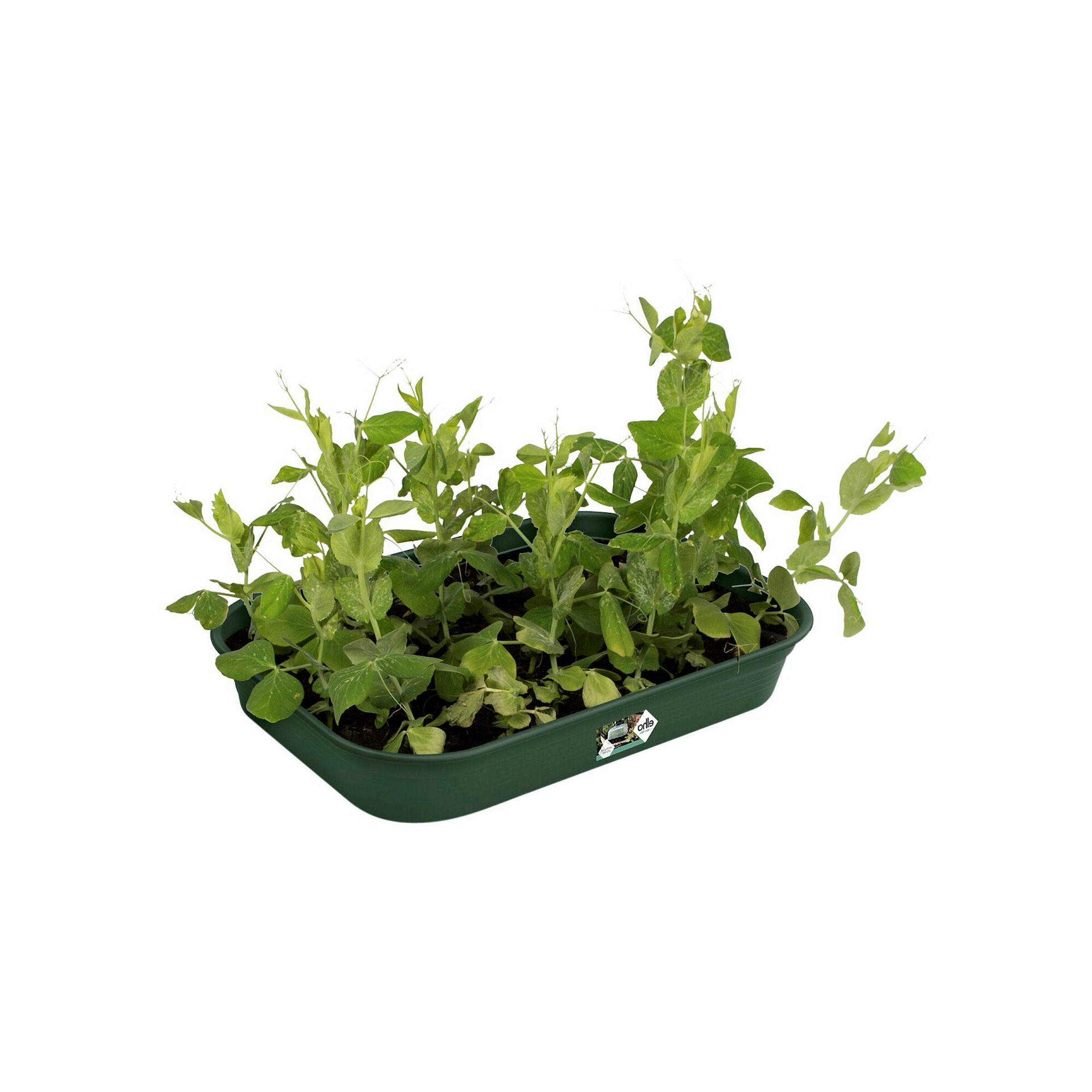 Elho Green Basics Anzucht Schale M - Grün - L 36 x B 26.5 x H 6 cm - Innen,