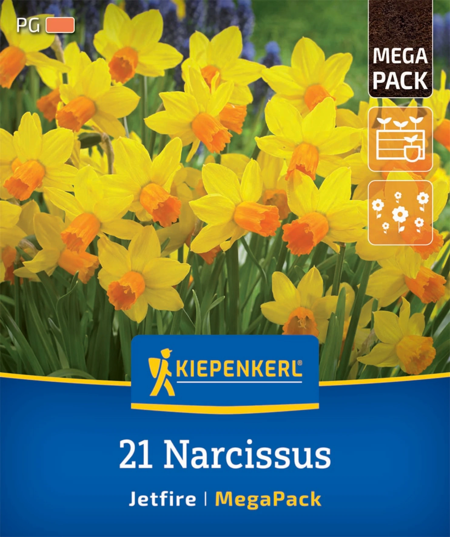 Mega-Pack Alpenveilchen-Narzisse Jetfire